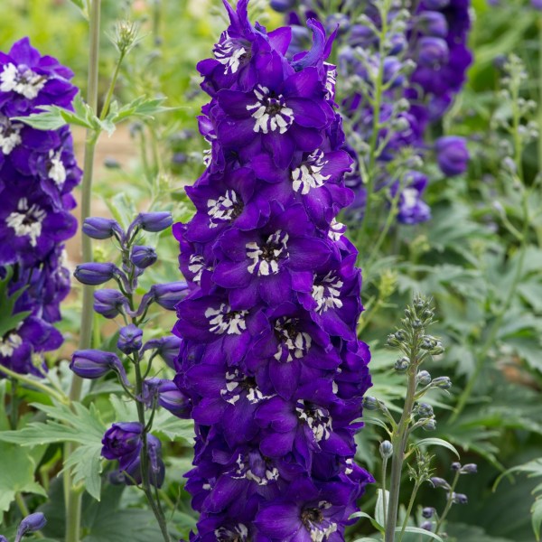 Delphinium Magic Fountains Blue Dark White Bee (1108)
